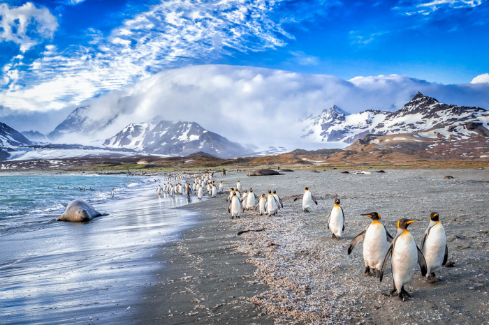South Georgia South Sandwich Islands 2