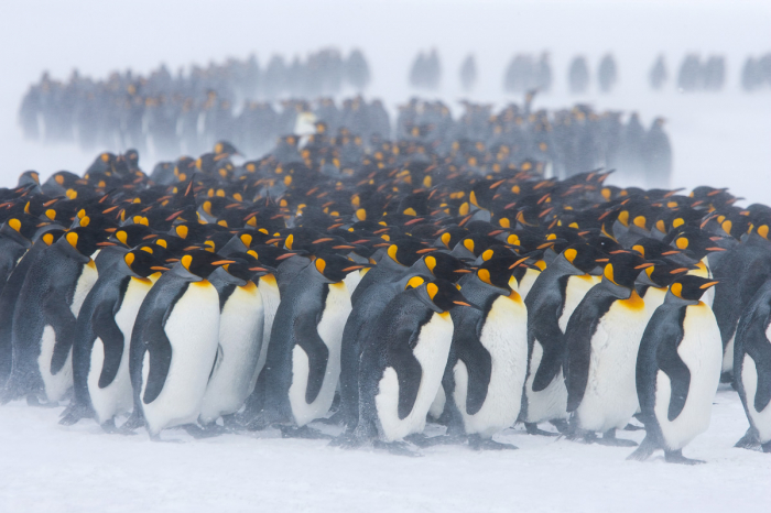 South Georgia South Sandwich Islands 6