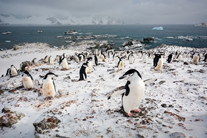 South Georgia South Sandwich Islands 9