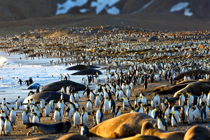South Georgia South Sandwich Islands 13