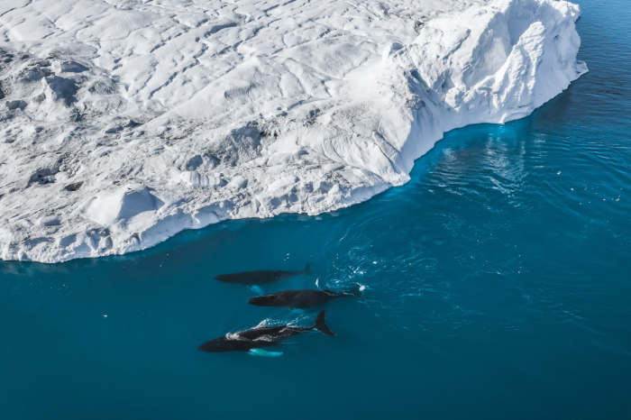 Greenland 2