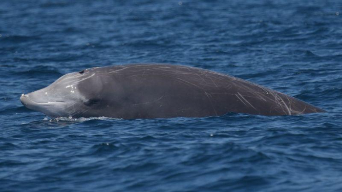 Beak Whale Breaks Diving Records
