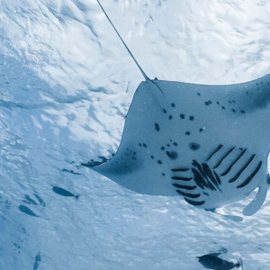 5000Th Mnata By Manta Trust Banner