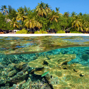 Best House Reefs Maldives Banner