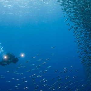 Moalboal Article Cover Photo 1