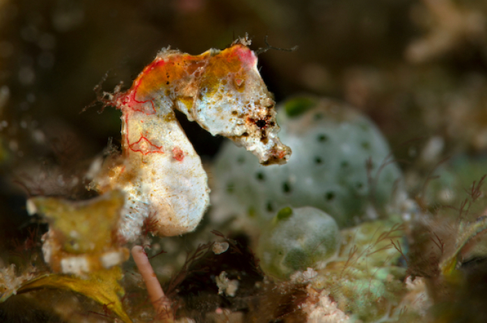 Pontohs Pygmy Seahorse