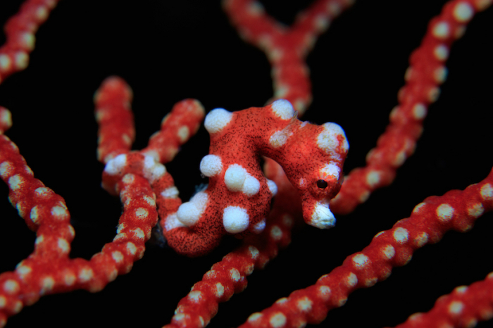 Santa Pygmy Seahorse