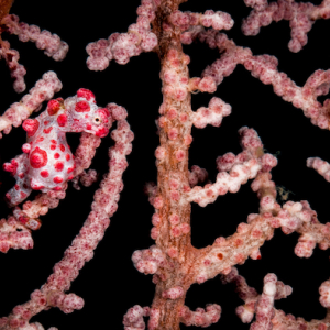 Pigmy Seahorse Aurora Liveaboard Wide