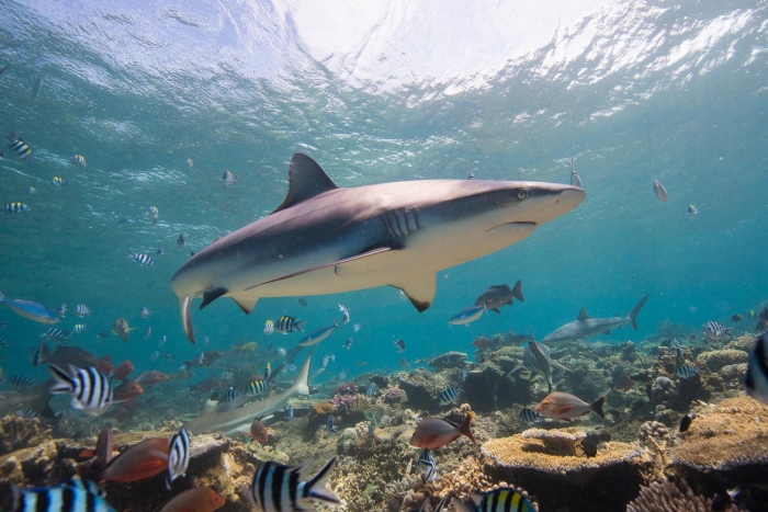 20 1 Shark Guide Black Tip Banner