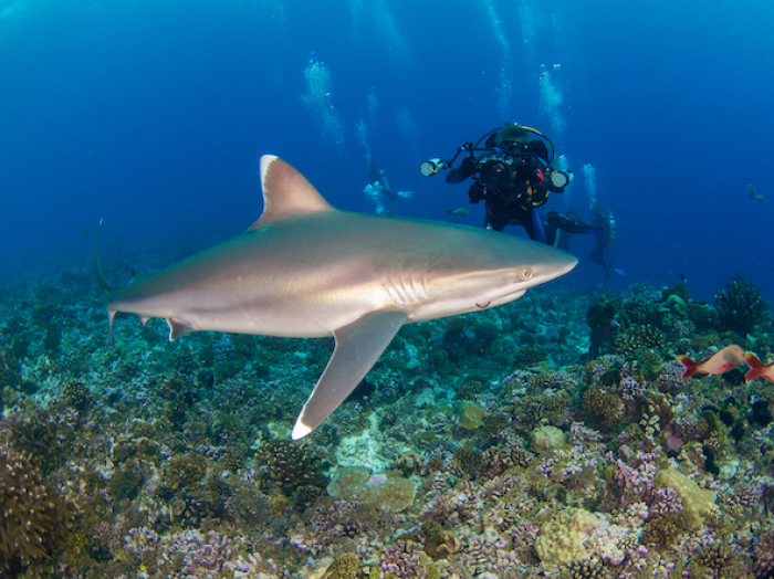 34 2 Shark Guide Silvertip