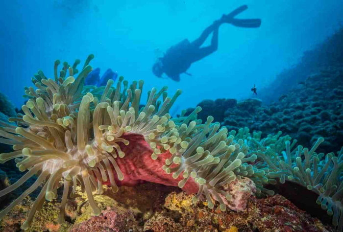 Coral Sanctuary In Africa