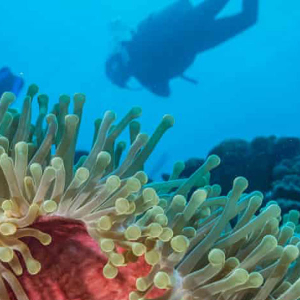 Coral Sanctuary Banner