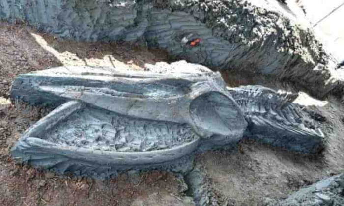 Ancient Whale Skeleton