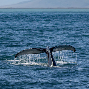 Ancient Whale Skeleton Banner