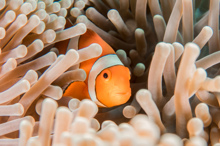 Anemonfish And Helping Behaviour