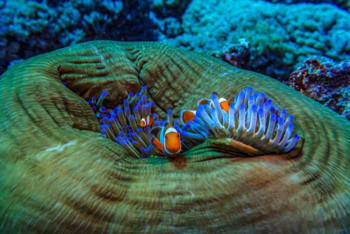 Anemonefish