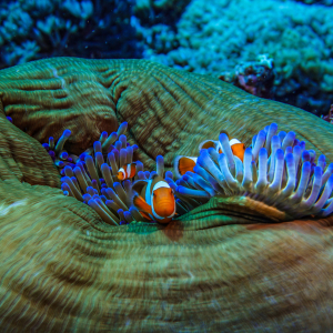 Anemonefish