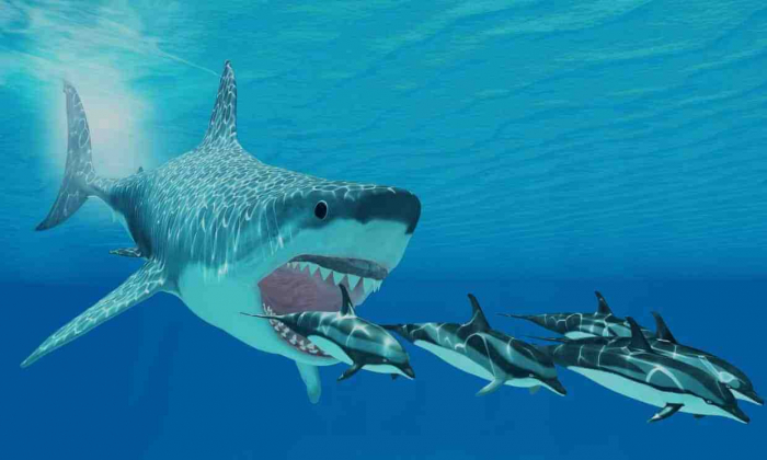 Baby Megalodon Larger Than Humans