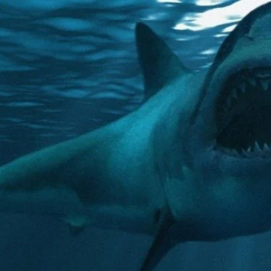 Newborn Megalodon Banner