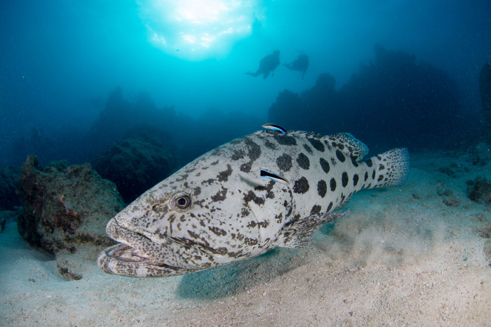 Barrier Reef Liveaboards Cod Hole