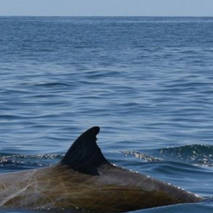 Beaked Whale Banner