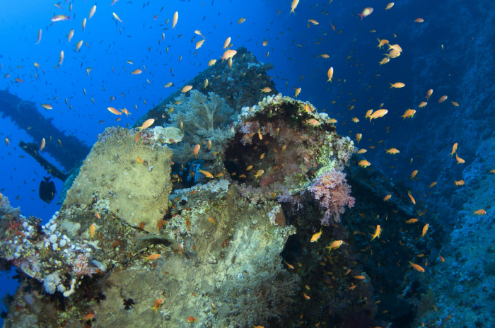 Aida Red Sea