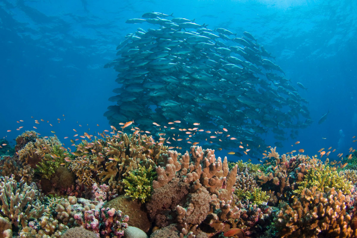 Tubbataha Scuba Diving