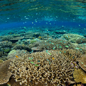 Best Coral Reef Banner