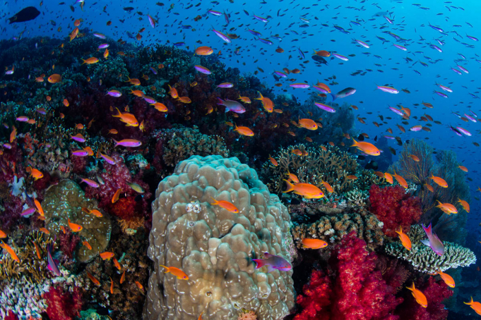 Best Coral Reef Fiji