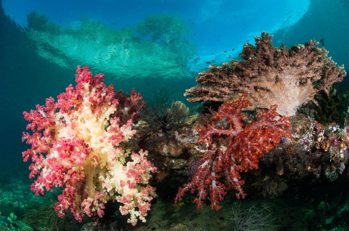 Best Coral Reef Raja Ampat