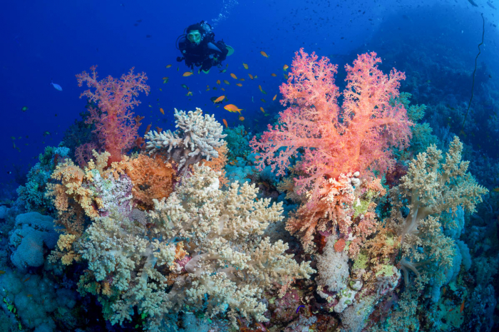 Best Coral Reef Red Sea South