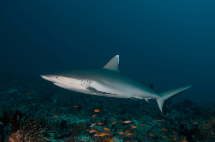 Reef Shark Maldives
