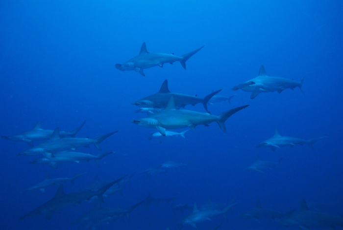 Hammerhead Sharks Layang Layang Malaysia