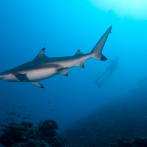 Blacktip reef shark Maldives