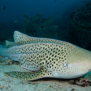 Leopard Shark