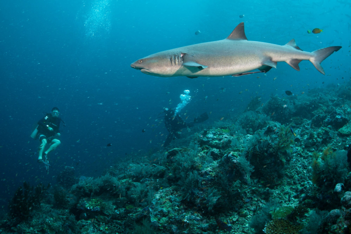 Reef Shark Sipadan