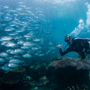 Scuba Diving Sabah Malaysia Sipadan Jackfish 2