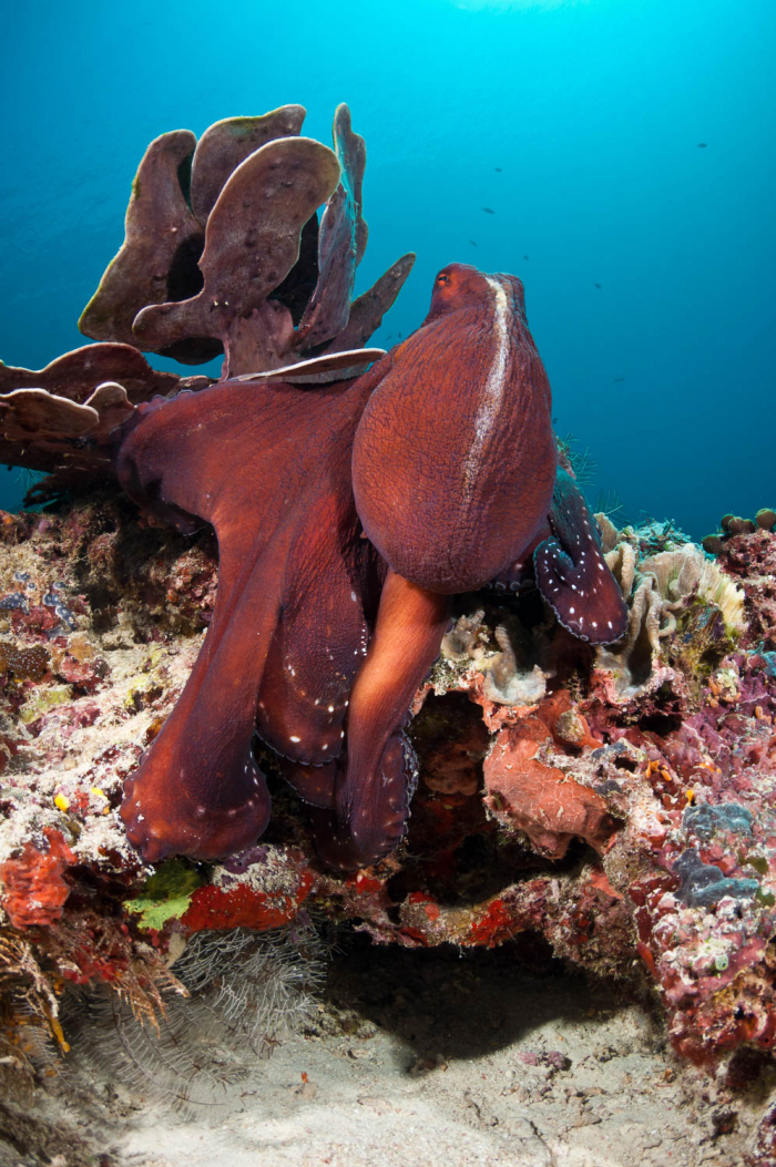 32 2 Cephalopod Seav200612030135