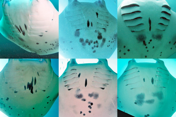 Manta Ray PhotoID Citizen Science Banner
