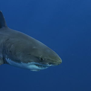 Great White Shark Banner