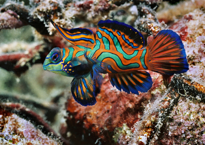 Creme De La Creme Of Curious Critters Mandarin Fish