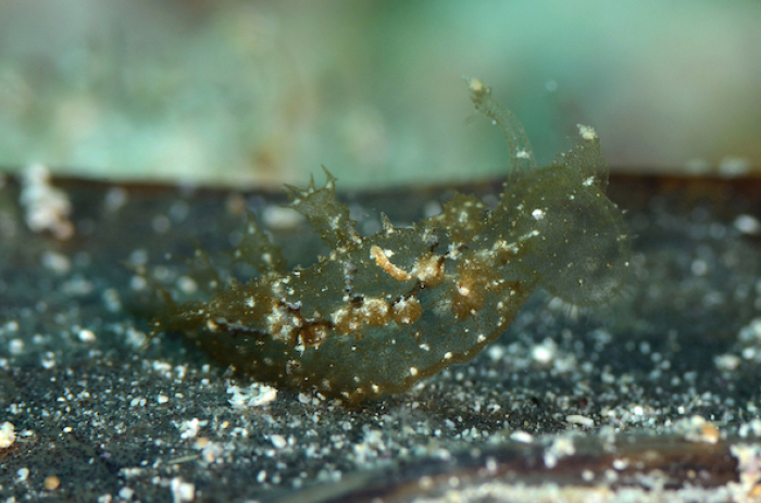 Creme De La Creme Of Curious Critters Ghost Melibe
