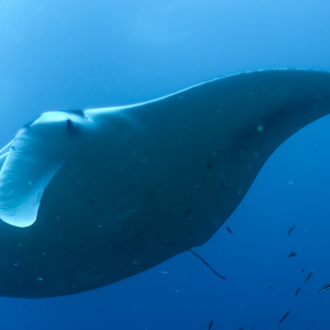 Dna Insights Manta Ray Banner