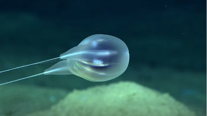 New Species Of Deep Sea Blob