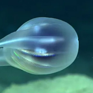 Deep Sea Blob Banner