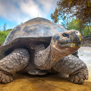 Di Caprio Pledges 43M To Rewild Galapagos Banner
