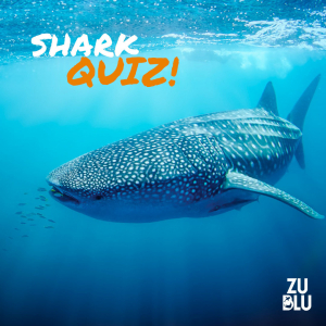 Shark Quiz Fbads3