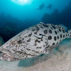 Best Dive Sites Barrier Reef