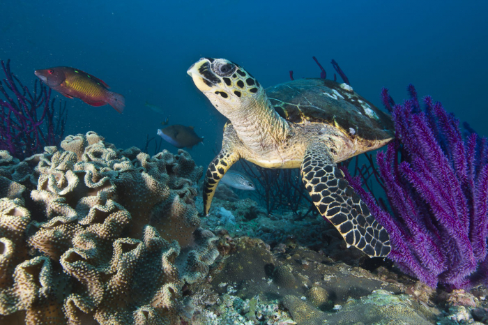 Diving Arabia Oman