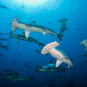 Hammerheads 02 Dennis Whitestone Zublu